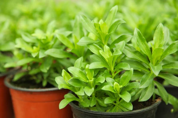 Cultivo de plantas caseras — Foto de Stock