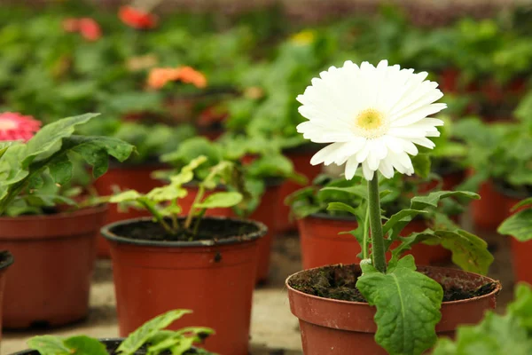 Flor de gerbera branca — Fotografia de Stock