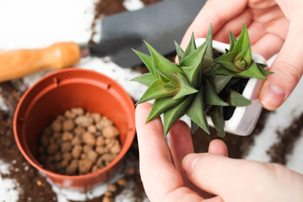 Plantas transplantadoras, suculentas . — Fotografia de Stock