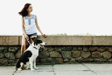 sınır collie köpek 