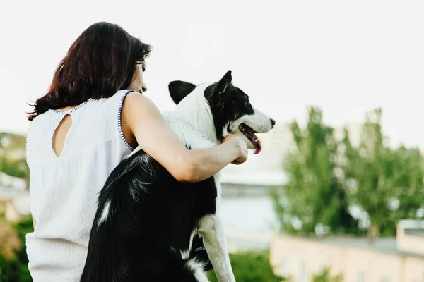 Border Collie dog — Stock Photo, Image