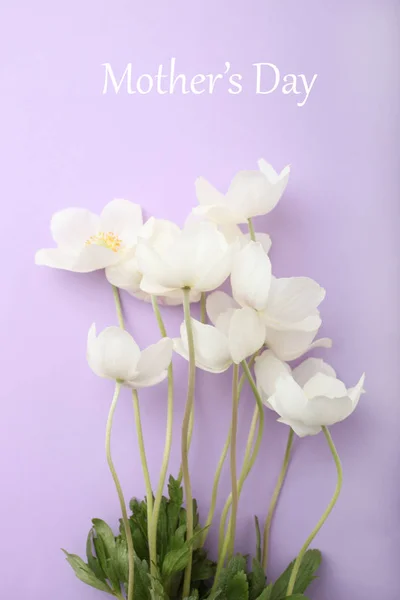 Witte anemone bloem — Stockfoto
