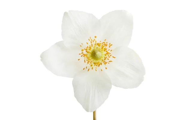 Fiore di anemone bianco — Foto Stock