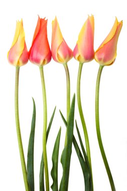 Güzel sarı-pembe laleler 