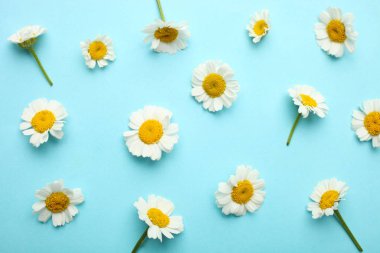 Çiçekler beyaz küçük krizsanthemums