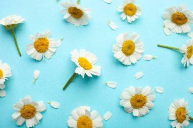 Çiçekler beyaz küçük krizsanthemums