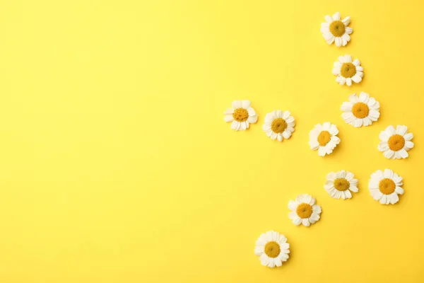 Krizantem küçük çiçekler güneş — Stok fotoğraf