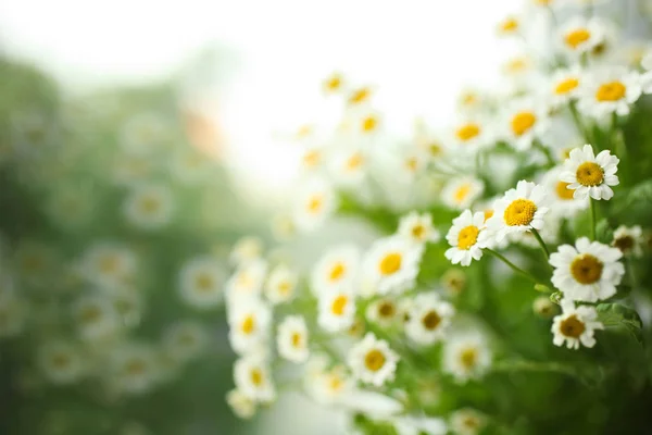 Fleurs blanches petits chrysanthèmes — Photo
