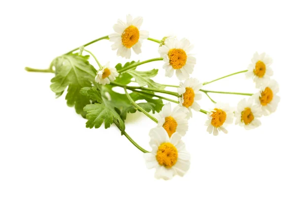 Hermoso Fondo Pequeñas Flores Crisantemo Aisladas Sobre Fondo Blanco Concepto —  Fotos de Stock