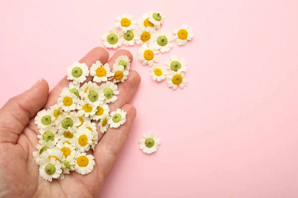 Mão feminina com pequenas flores de crisântemo — Fotografia de Stock