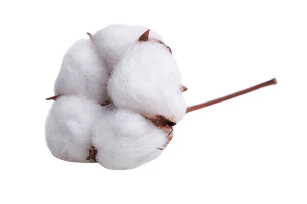 Flor de algodão macio — Fotografia de Stock