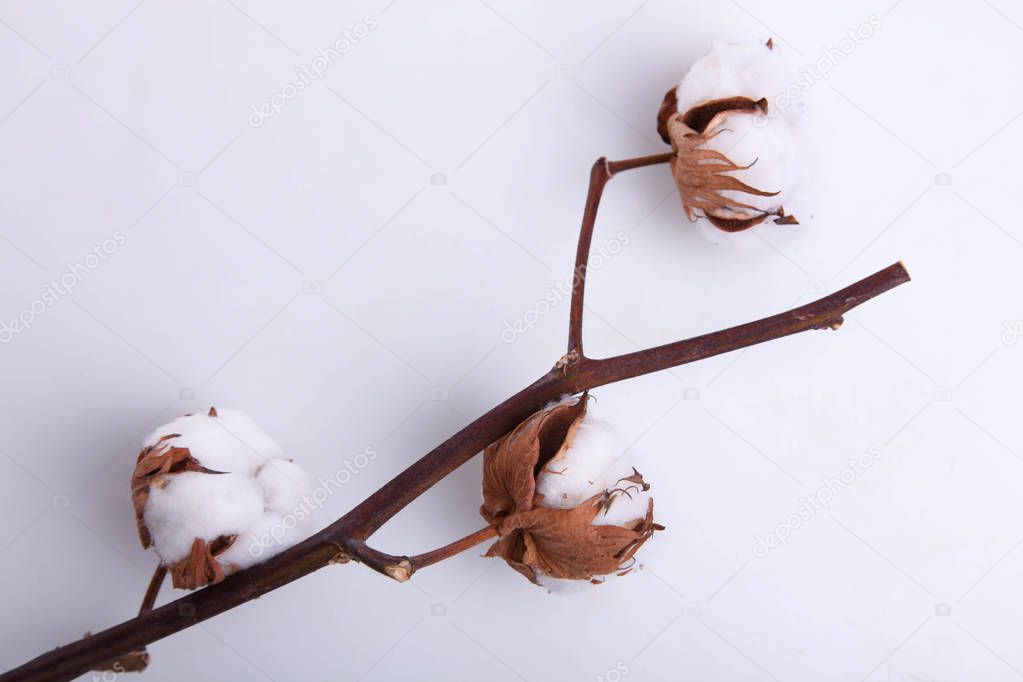 natural soft cotton