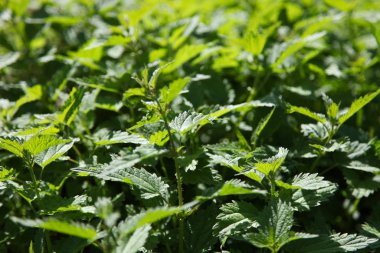 Yeşil doğal ısırgan