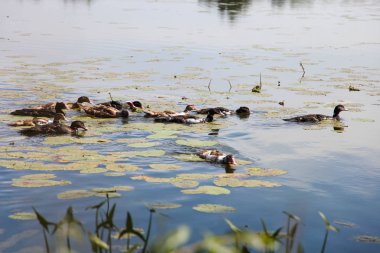 siyah ördekler nehirde yüzer.