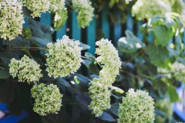 güzel beyaz çiçek açan ortanca