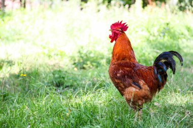 Güzel kahverengi horoz 