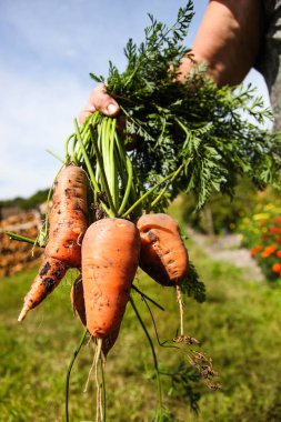 elinde sebze bahçesinde yetiştirilen havuç