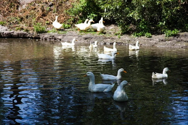 Flock of beautiful white ducks — Stock Photo, Image