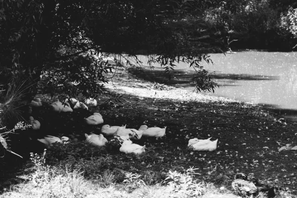 美丽的白鸭群 — 图库照片