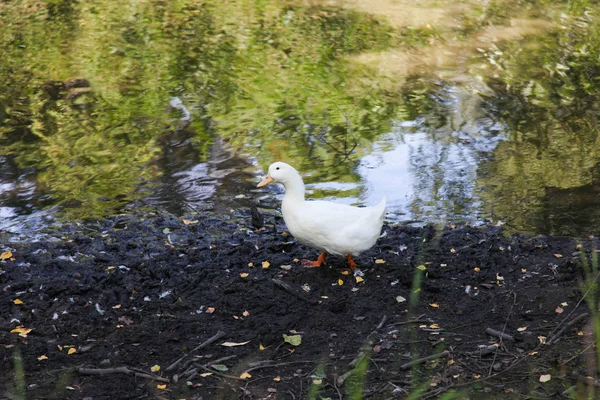 Ente am See — Stockfoto