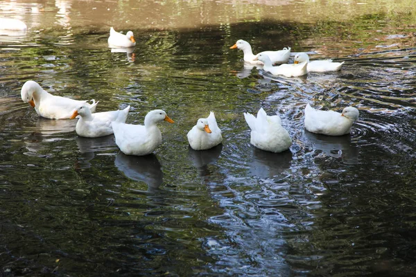 Troupeau de beaux canards blancs — Photo