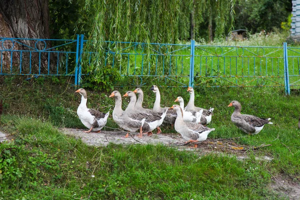 Стая гусей пасутся на зеленой траве — стоковое фото