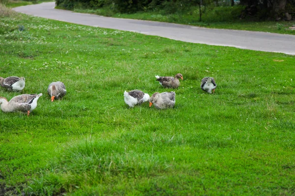 Gänseschwarm weidet auf grünem Gras — Stockfoto