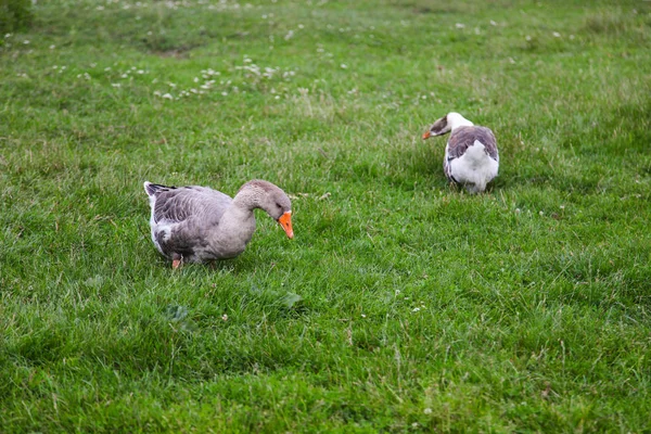 Zwei Gänse grasen auf grünem Gras — Stockfoto