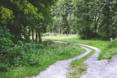 Ormana giden yol