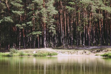 Çam ormanı yakınındaki güzel göl.