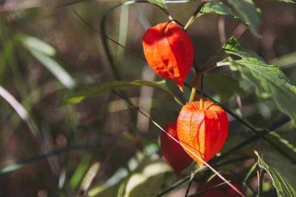 Flor cereza peruana cerrada roja — Foto de Stock