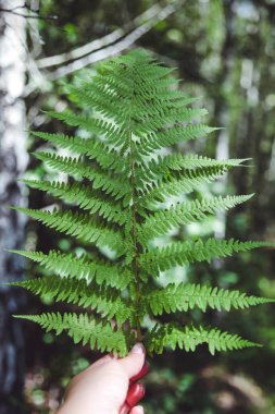 Güzel yeşil fern yaprak