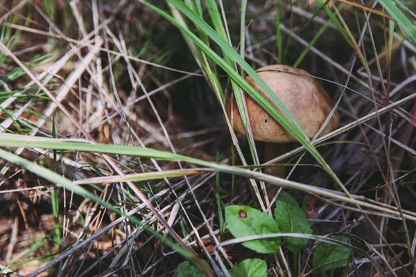 Naturalny biały grzyb — Zdjęcie stockowe