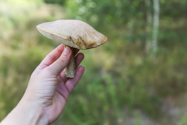 Přirozený bílý houba v ruce — Stock fotografie