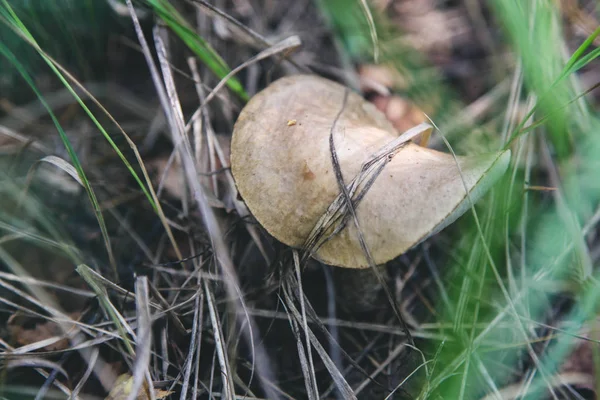 Přírodní houby — Stock fotografie