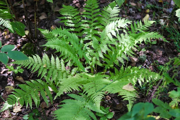 Beautiful green growing fern. — Stock Photo, Image