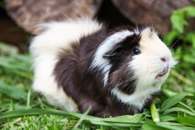 Çitin üstündeki hop dalları, arka plan. Kopyalama alanı.