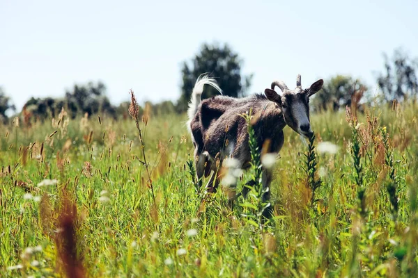 Ziege weidet auf grüner Wiese — Stockfoto