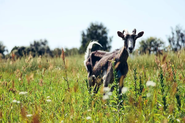 Yeşil çayırda kırsal keçi otlatıyor — Stok fotoğraf