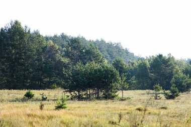 Tarla ve çam ormanı