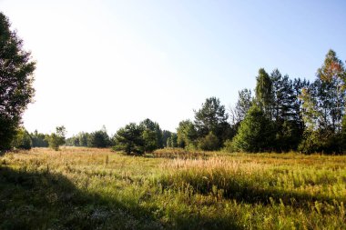 Tarla ve çam ormanı