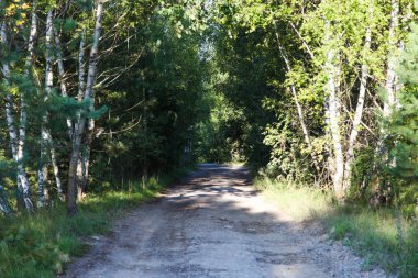 yolda bir huş ağacı koru