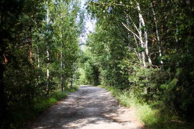 Ormandaki ağaçlar arasındaki yol