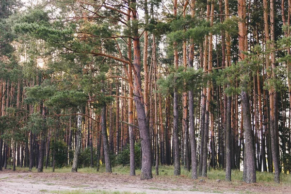 Piękny las sosnowy — Zdjęcie stockowe