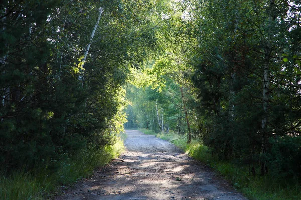 Chemin entre les arbres en forêt — Photo