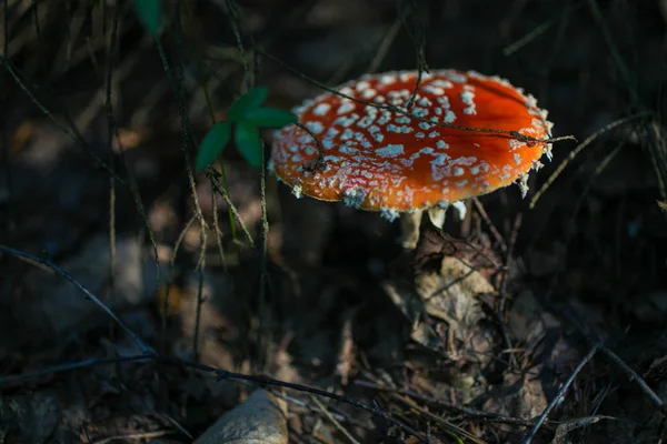 Ciuperci otrăvitoare Amanita — Fotografie, imagine de stoc