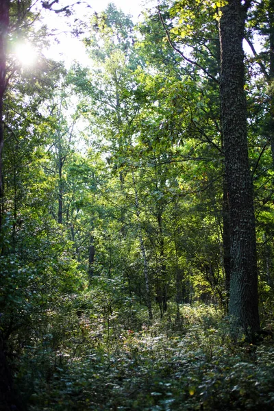 Belle forêt de pins — Photo