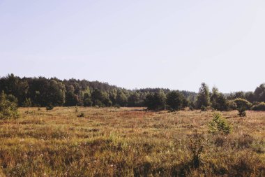 Geniş alan ve orman