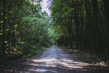Ormandaki ağaçlar arasındaki yol 