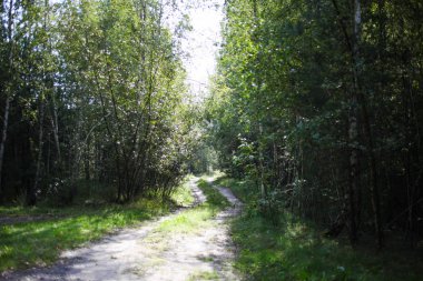 Ormandaki ağaçlar arasındaki yol 